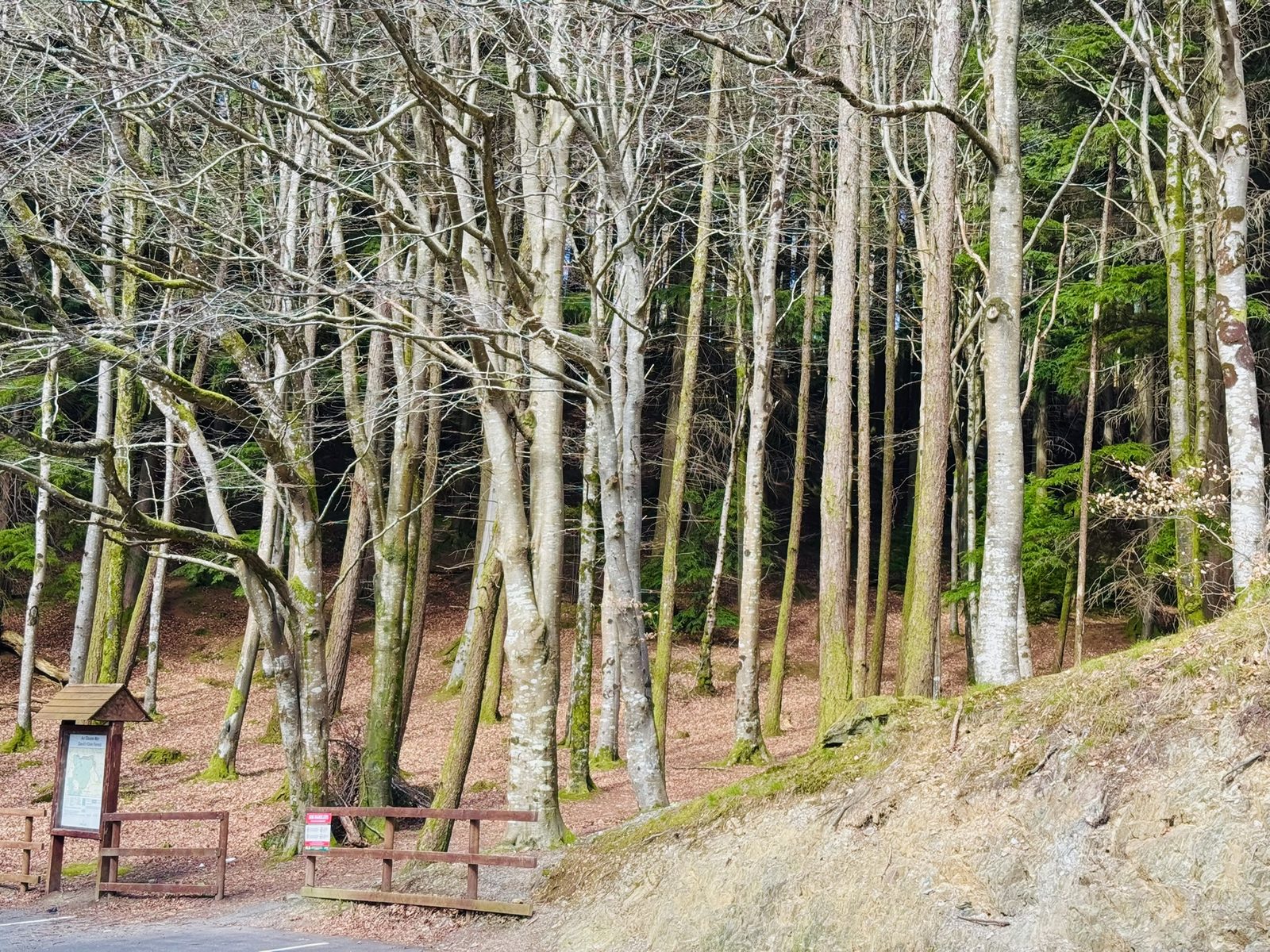 Devil's Glen forest walk