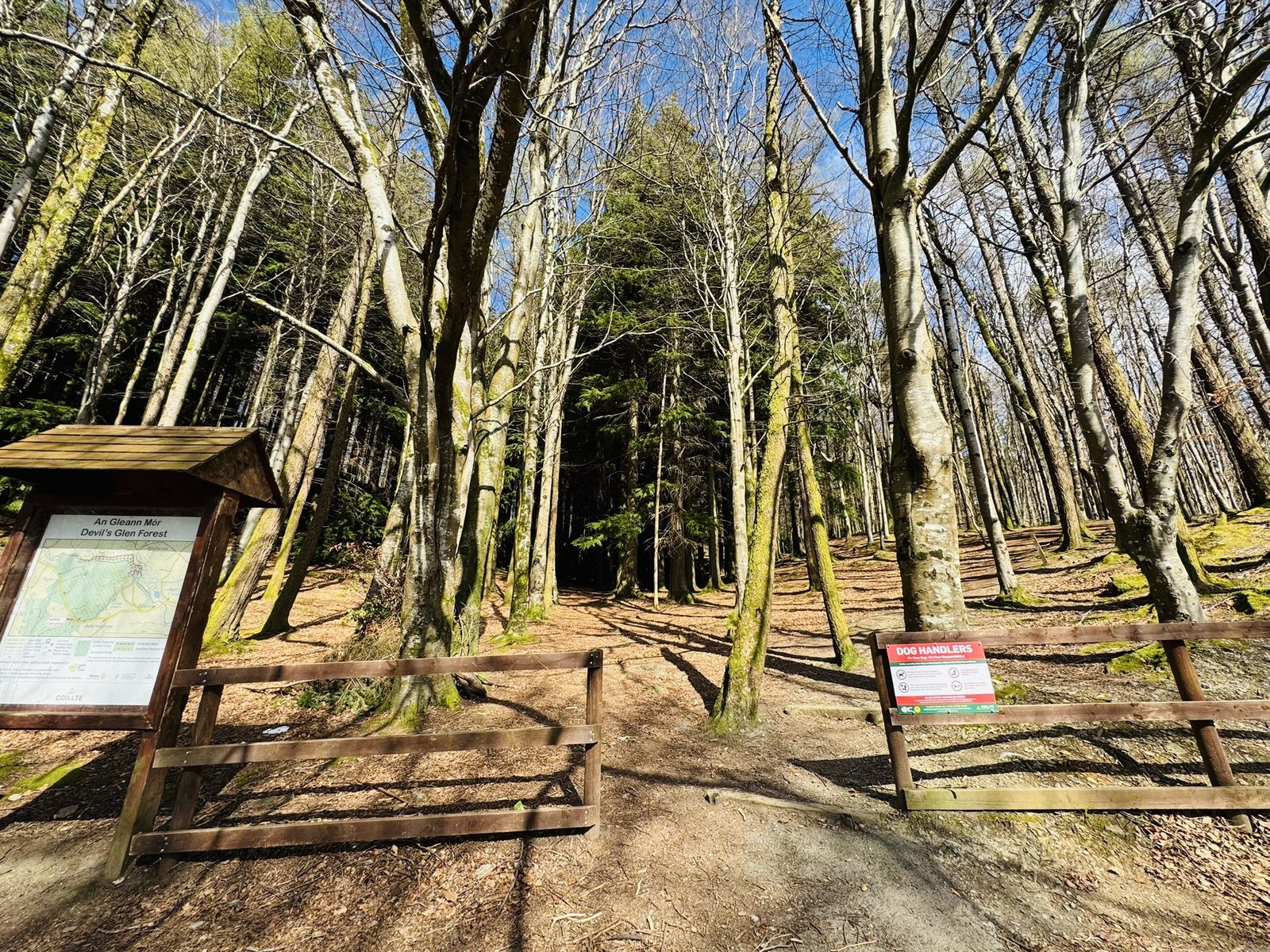 Devil's Glen woodland