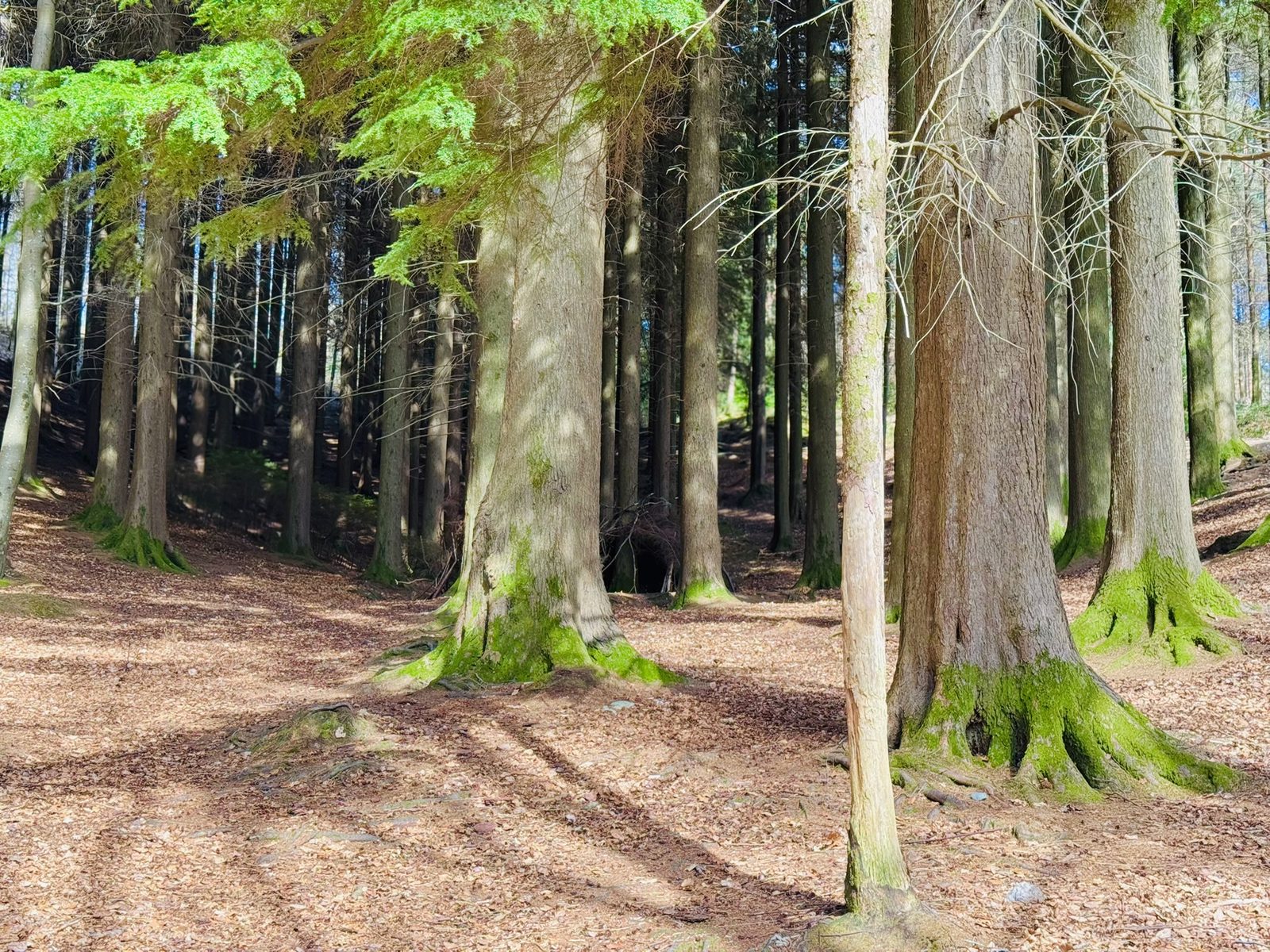 Devil's Glen forest light