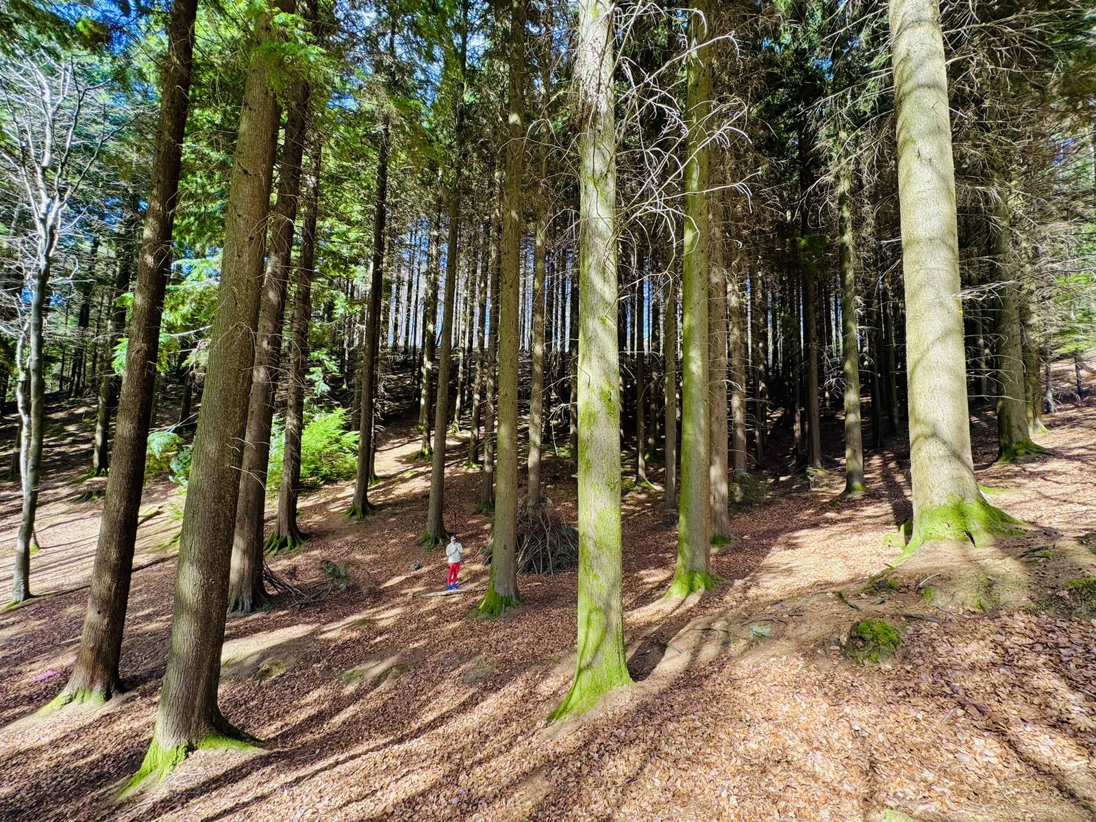 Devil's Glen path