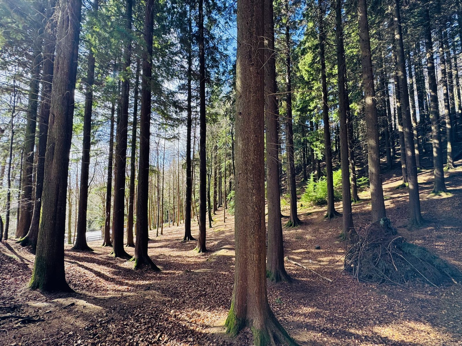 Devil's Glen trees