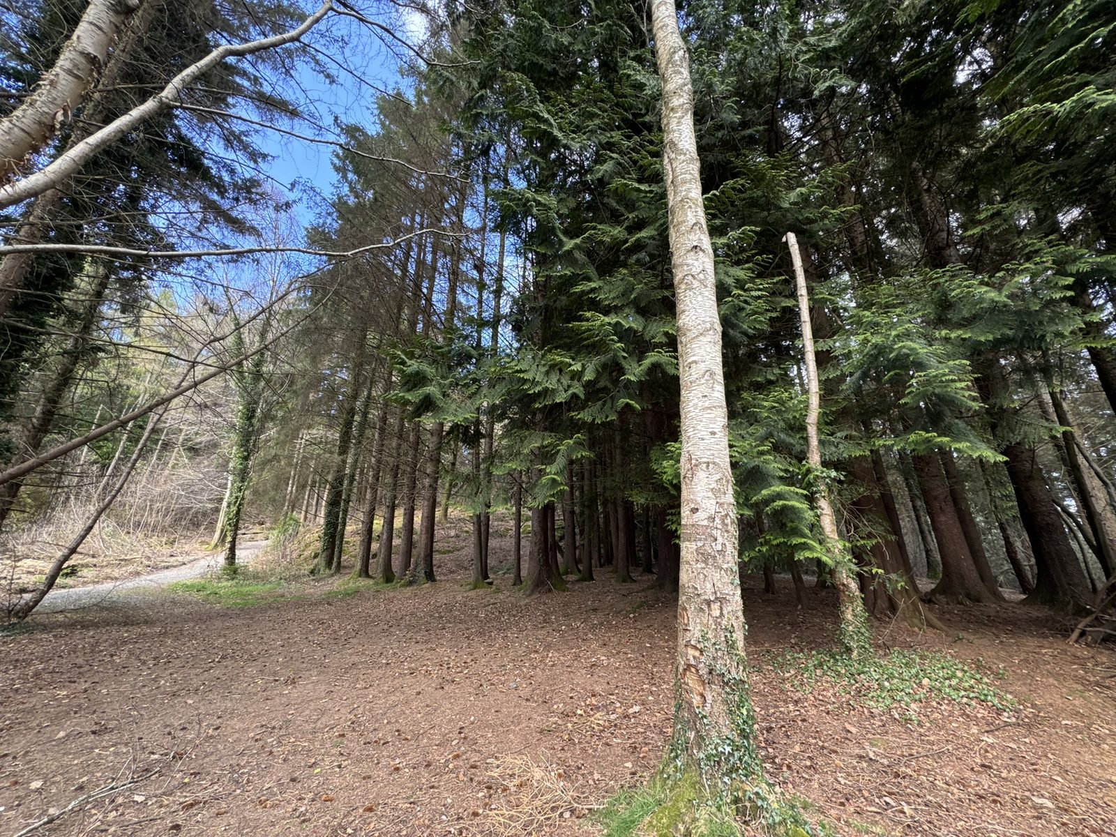 Devil's Glen ancient forest trail with towering trees and dappled light near Ashford, County Wicklow, Ireland