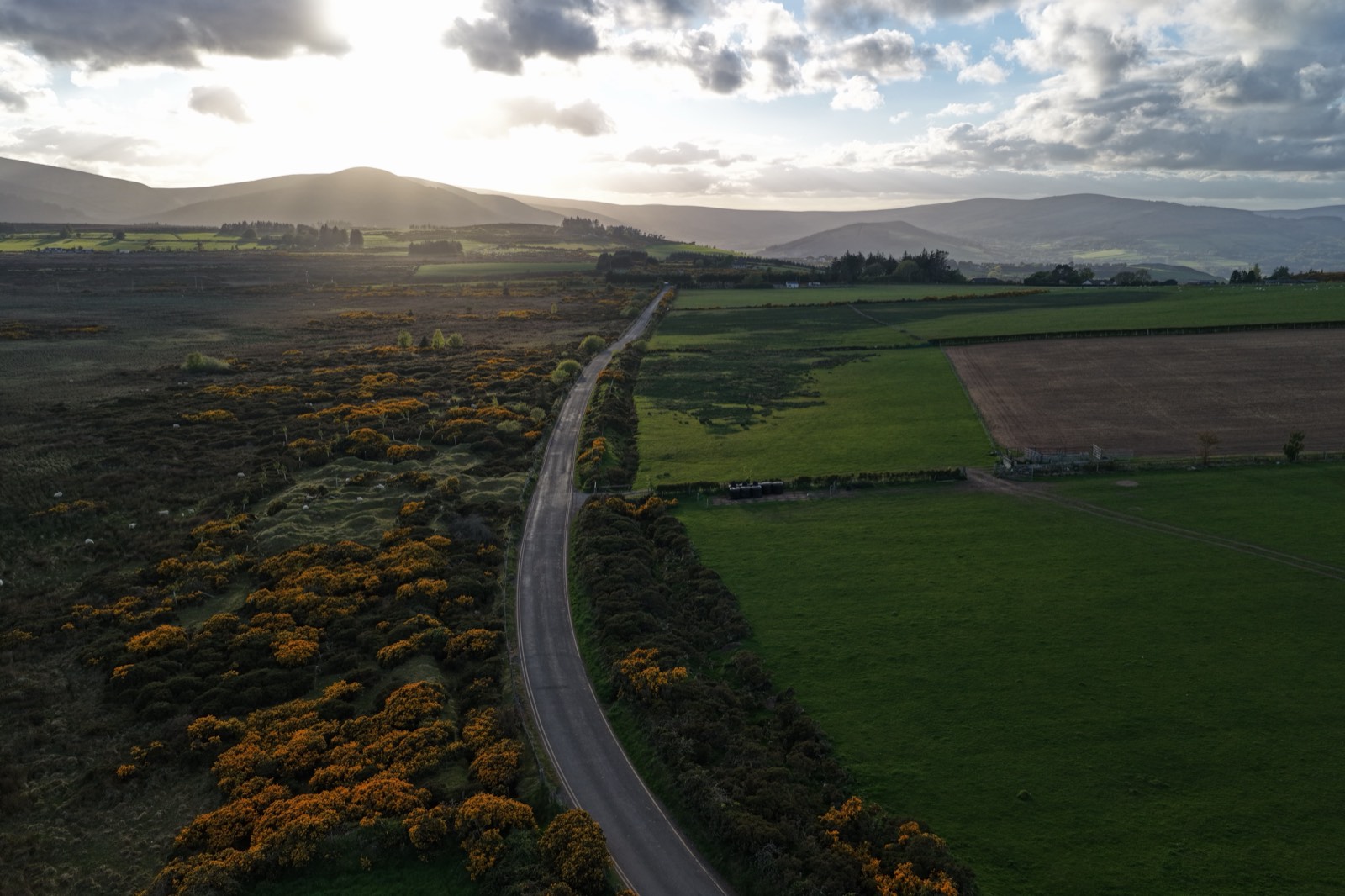 Wicklow countryside and gorse below the Sugar Loaf